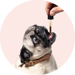 Продукты для собак