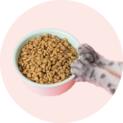 Корм для домашних животных